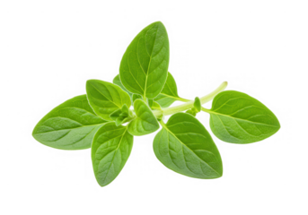 Fresh oregano herb plant closeup isolated on transparent background