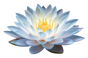 PNG Blooming white lotus with yellow center on black background