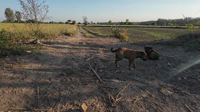 Cute Stray Puppies Exploring a Rural Field side Area in Natural Morning Light
