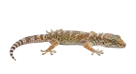 Naklejka premium Tokay Gecko Isolated on Black Background