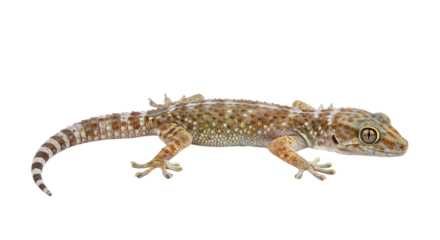 Tokay Gecko Isolated on Black Background