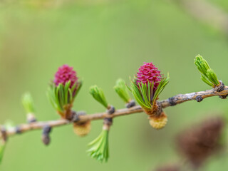 Larch tree fresh pink cones blossom at spring on nature background
