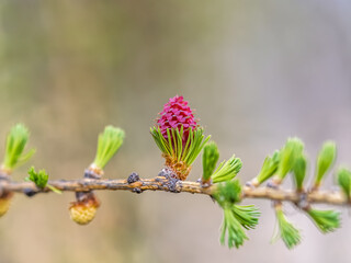 Larch tree fresh pink cones blossom at spring on nature background