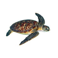 beautiful sea turtle gracefully swims through ocean, showcasing its vibrant shell patterns and elegant flippers. This majestic creature embodies tranquility of marine life