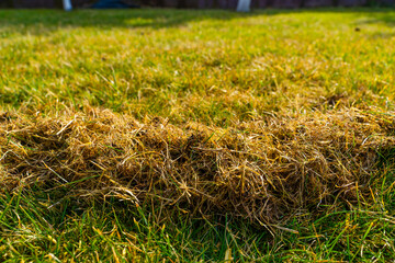 Amount of dry grass after raking the lawn after winter. Lawn care in spring
