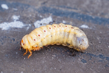 Large rhinoceros beetle larva, close-up