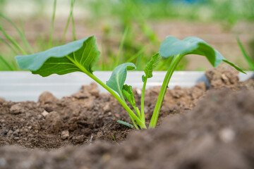 Freshly planted cabbage seedlings grow in the garden in the morning at sunrise. Young vegetable sprouts