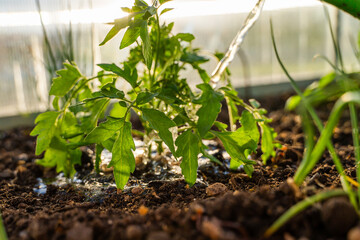 Watering tomato seedlings in a greenhouse at sunset, close-up