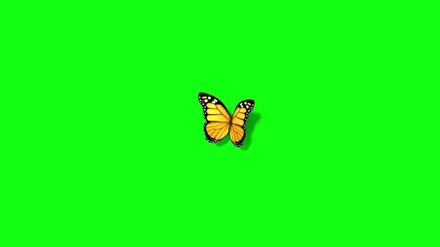 A beautiful butterfly flying and sitting on green screen backgrond.