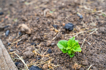 The first green leaves of sprouted potatoes in the garden bed, close-up