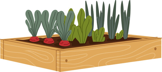 Wooden garden bed filled with soil and sprouting fresh vegetables like radish, spinach, and green onion. Cartoon vector flat fresh greens and veggies for farm, gardening or organic food concepts