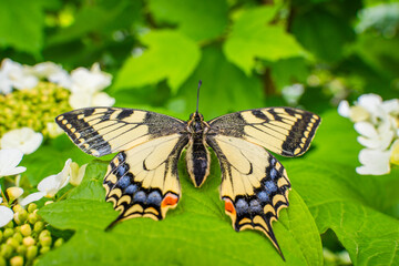 Close-up of a beautiful swallowtail butterfly (Papilio machaon) resting on vibrant green leaves among white flowers in a natural garden setting. Detailed wings and vivid summer colors