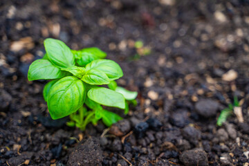 Small basil sprout growing in soil, close-up