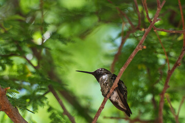 A rare moment showing a hummingbird sleeping peacefully on a thin tree branch. Surrounded by lush greenery, this image captures the calm, delicate side of wildlife in nature.