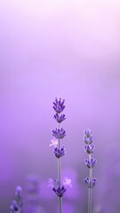 Fototapeta premium A vibrant field of lavender flowers sways gently in the breeze, set against a dreamy soft purple background that enhances their delicate beauty.