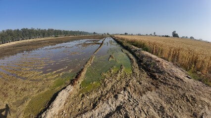 Waterlogged Farmland with Algae Growth Beside Ripening Wheat Field in Rural Landscape