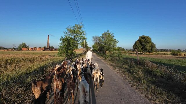 Goatherd Walking with Goats on Rural Village Road in Agricultural Landscape at Sunrise