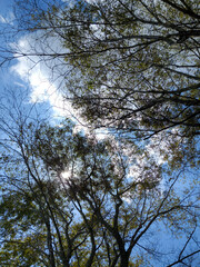 trees with blue sky and clouds in the background