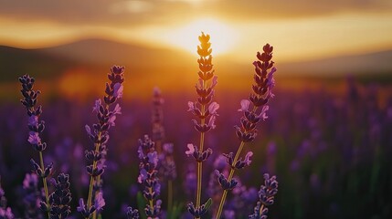 Naklejka premium Lavender field bathed in golden sunset light.