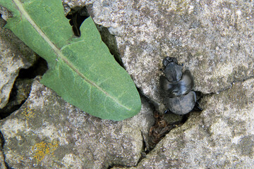 Black beetle on the asphalt. Kravchiki is a genus of large beetles from the subfamily Lethrinae,...
