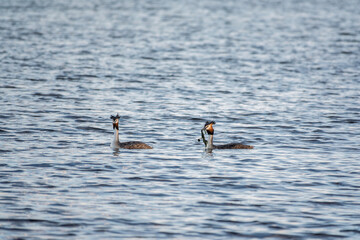 Two Great Crested Grebes swim in the lake