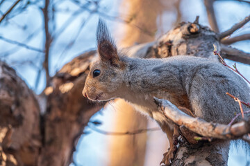 The squirrel sits on a branches in the spring or summer.