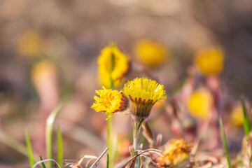 The spring primroses. The bright yellow flowers of coltsfoot in the sunshine.