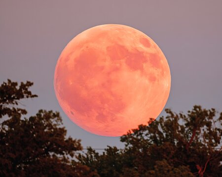 Pink Moonrise Through Trees