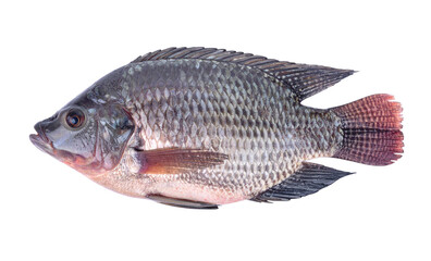 fish nile tilapia isolated on transparent background.