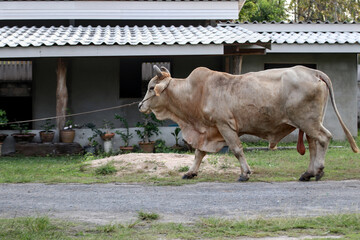 There was a cow with large, long testicles suitable for breeding, walking on a lead on the side of the road.