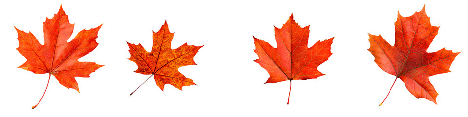 Fototapeta premium Stunning orange and red maple leaves scattered artistically, showcasing vibrant autumn hues, ideal for seasonal decor, nature illustrations, or desktop wallpapers