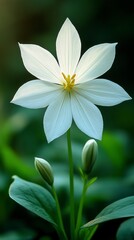 Stunning Close-Up of a Delicate White Flower with Buds