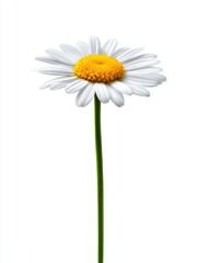 Naklejka premium Isolated daisy flower on white background studio shot single stem close up clean simple botanical garden spring