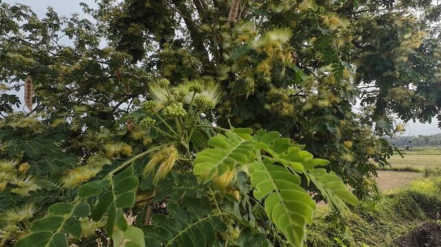 Albizia Lebbeck (Siris Tree) Swaying in the Wind with Natural Crow Sounds in the Background