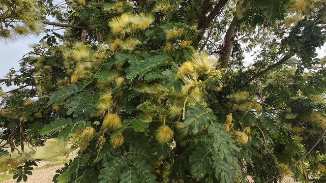 Albizia Lebbeck (Siris Tree) Swaying in the Wind with Natural Crow Sounds in the Background