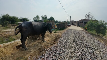 Buffalo standing alone  in Rural Village Setting with Traditional Huts and Dirt Path
