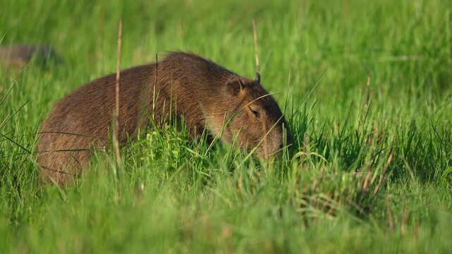 Capybara foraging in dense green grass, Ibera National Park, Corrientes, Argentina
