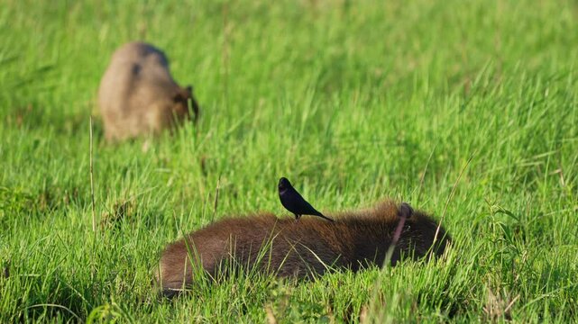 Capybara lies sleeping in green field with a Shiny Cowbird perched on its back while another capybara grazes in tall grass, Ibera wetlands, Corrientes, Argentin