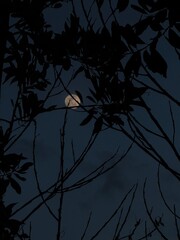 moon in the forest