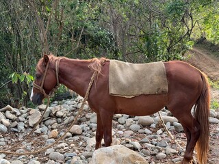 Horse in the field full of rocks