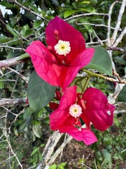 pink hibiscus flower