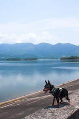 Miniature pinscher dog in a harness standing on a concrete dam with a panoramic view of a calm lake and green mountains under a clear sky.