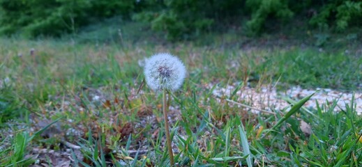 Close-up of a dandelion in focus with a blurred green background. The detailed seed head stands out...