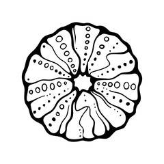 marine urchin vector design