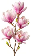 Magnificent Blooming Magnolia Branch Displaying Delicate Pink and White Petals Against White Background