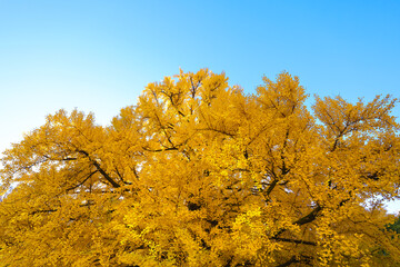 Autumn Pathway at the University of Tokyo Japan Dec 7 2024