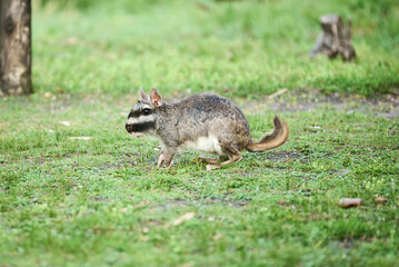 Plains viscacha or vizcacha, Lagostomus maximus, going for a walk at nightfall, in El Palmar...