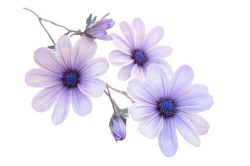 Discover Delicate Purple Flowers with Dark Blue Center and Serenity concept