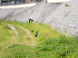 巣の材料を集めるツバメ