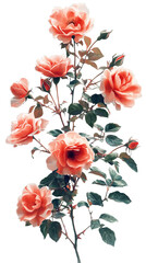 Red rose bush with many flowers and green leaves on a transparent background. PNG
